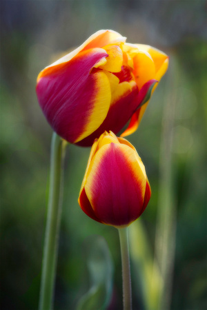 Tulips 0055, Brookside Gardens, 4-24-21