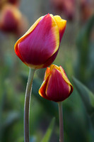 Tulips 0056, Brookside Gardens, 4-24-21