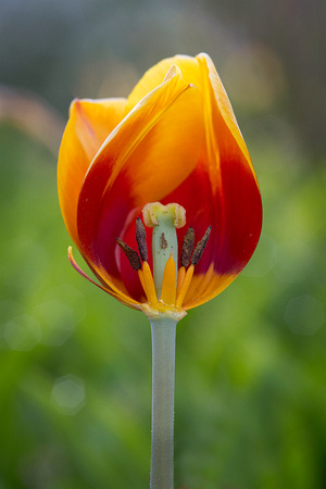 Tulip, Brookside Gardens, 4-24-21