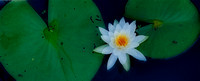water lilly pano 9045, 6, 7, montage, cropped