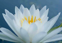 water lily 5556, cropped, high pass