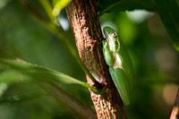 green tree frog, 2757
