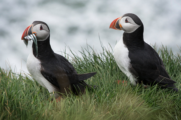 puffin with fish plus one, crop, 9787