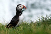 Puffin with fish 9779, crop