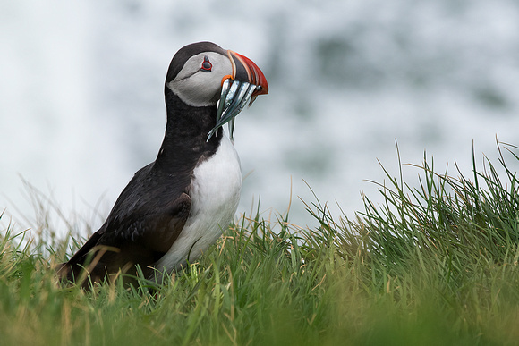 Puffin with fish 9779, crop