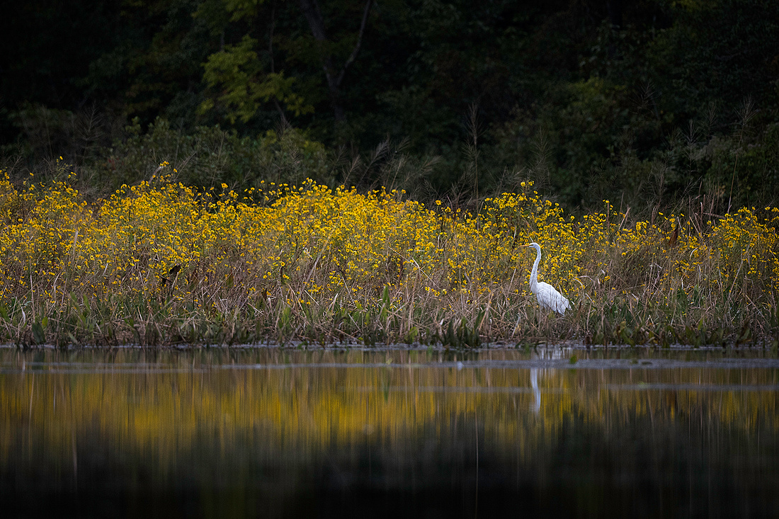 Great Egret in Wildflowers at Mason Neck State Park